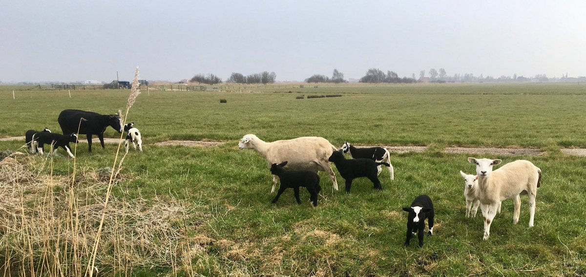 Onze logeerschapen zijn weer terug in het weiland. Met maar liefst 8 lammetjes. Wat een vrolijke en bonte mix.