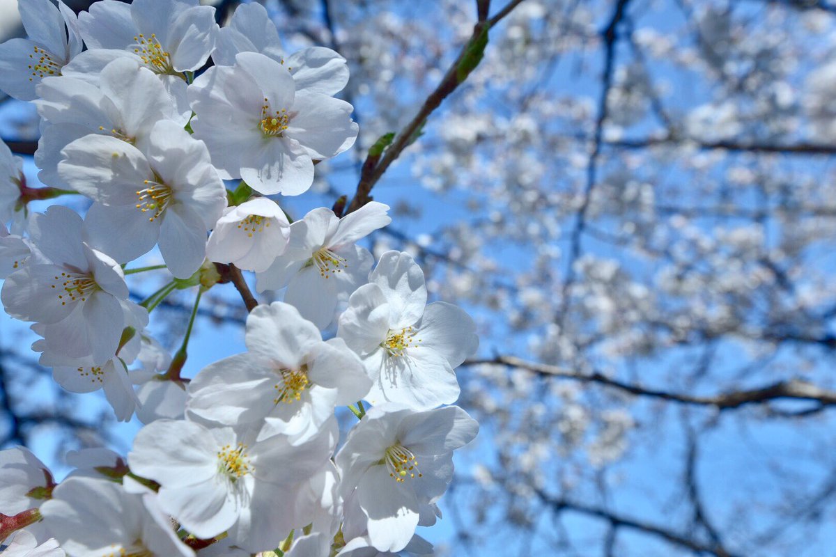 tamosans's tweet photo. ✈都内観櫻満開巡り。。🌸
心地よい春の陽射しの中、皇居周辺の満開の櫻が笑顔で出迎えてくれました。二十数年ぶりかなWw

 #千鳥ヶ淵緑道 
 #都内櫻名所 
 #springblue 
 #photography https://t.co/Rnw64zZbtK