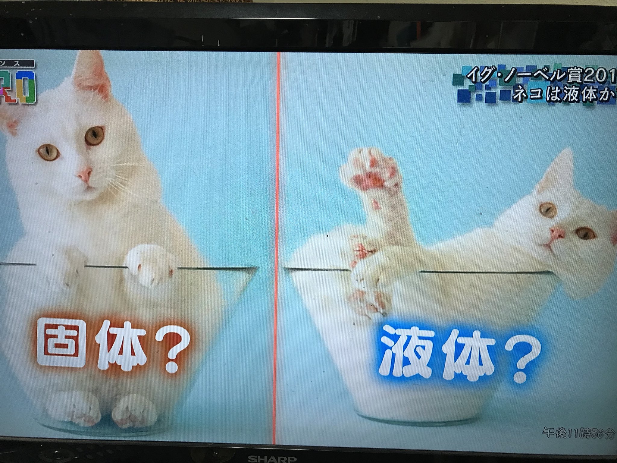 ট ইট র 伊藤淳流 淳子改めてみました 猫は液体か イグ ノーベル賞17 Etv サイエンスゼロ T Co hillhks4 ট ইট র