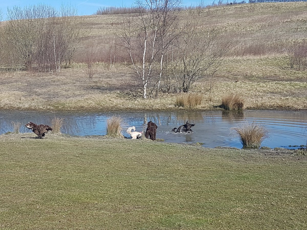 RustyCockapoo's tweet photo. My first Cockerpoo walk, at Nottingham , @Gedling Country Park.
Lots of Poo's and nice owners. https://t.co/SYiI83TAqs
