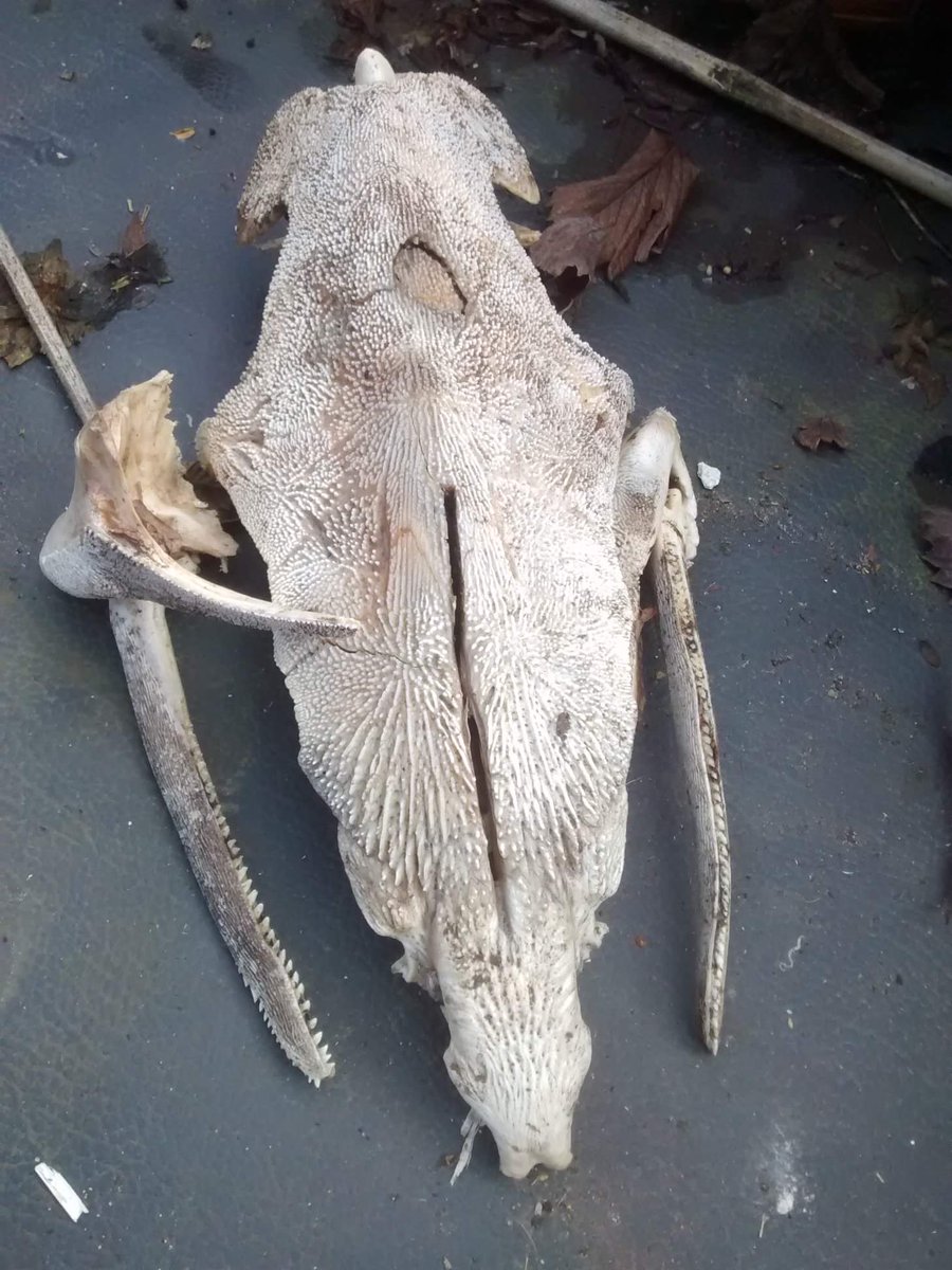 wetspaniel's tweet photo. In other news..

And for the morbidly curious..

WHAT THE HECK IS THIS??

And should we be scared of what's roaming around up there?!
🤤

Friend of mines dog found it on Cannock Chase https://t.co/9DAkzImRpM