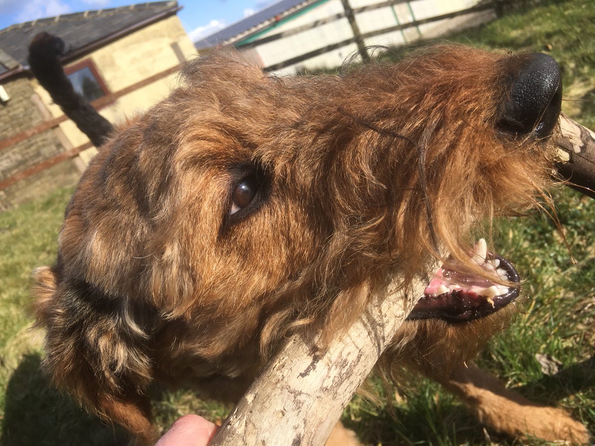 PeanutandAmber's tweet photo. Today we have been chilling out in the sun. This is a perfect chewing stick for such occasions
#RateMyStick
#Dogs https://t.co/l4sOiMlFyt