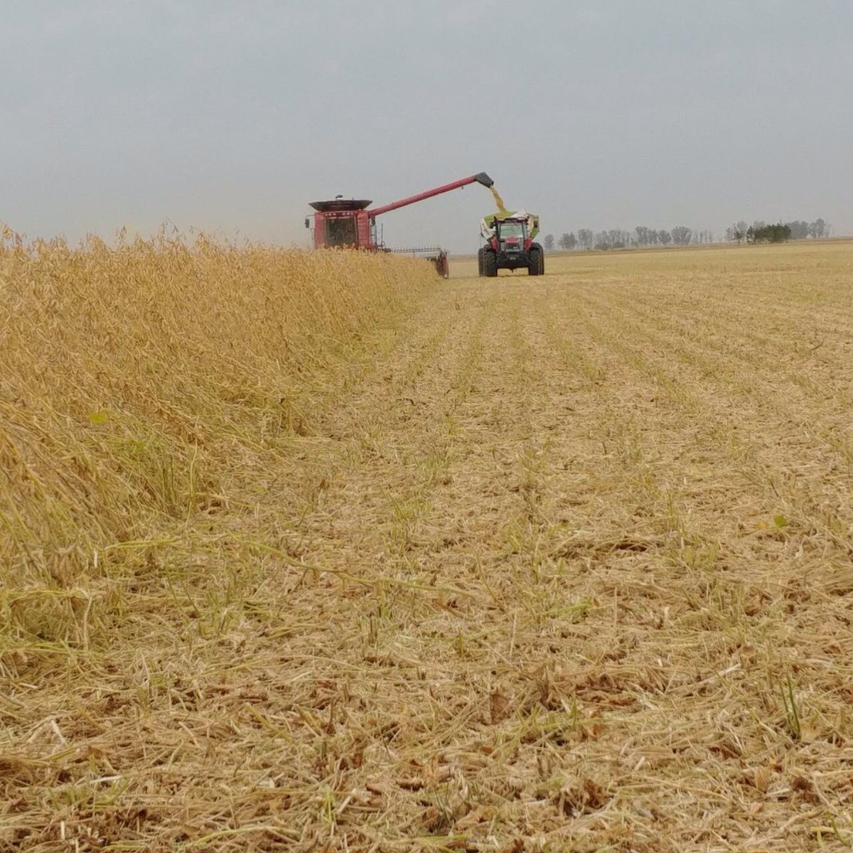 lgsemillas's tweet photo. #Trilla18 SRM 3988. Localidad: El Trébol ♣️ (Santa Fe). #AverageYield 55 QQ/Ha con 9% de Humedad. Más que seca. Esta variedad no deja de sorprender con su potencial de rendimiento #Soja #Campo https://t.co/pz6uvfDbqf