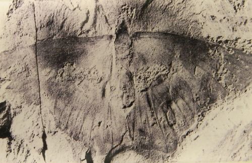 SecularScarlet's tweet photo. A 50 million year old, butterfly fossil https://t.co/uSIC1ATlKj