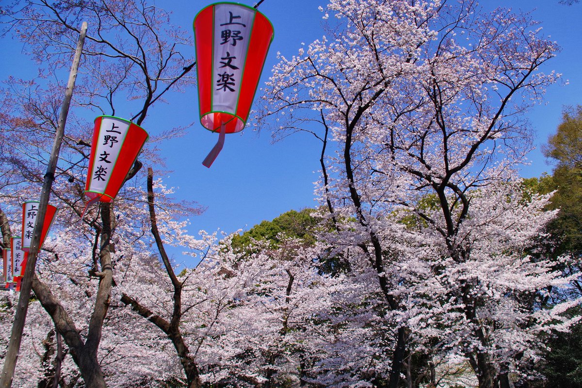 上野公園の桜は見事だったが人の波が…
久々に猿回しも観れた 