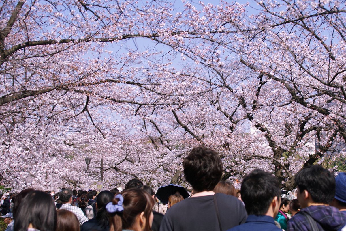 上野公園の桜は見事だったが人の波が…
久々に猿回しも観れた 