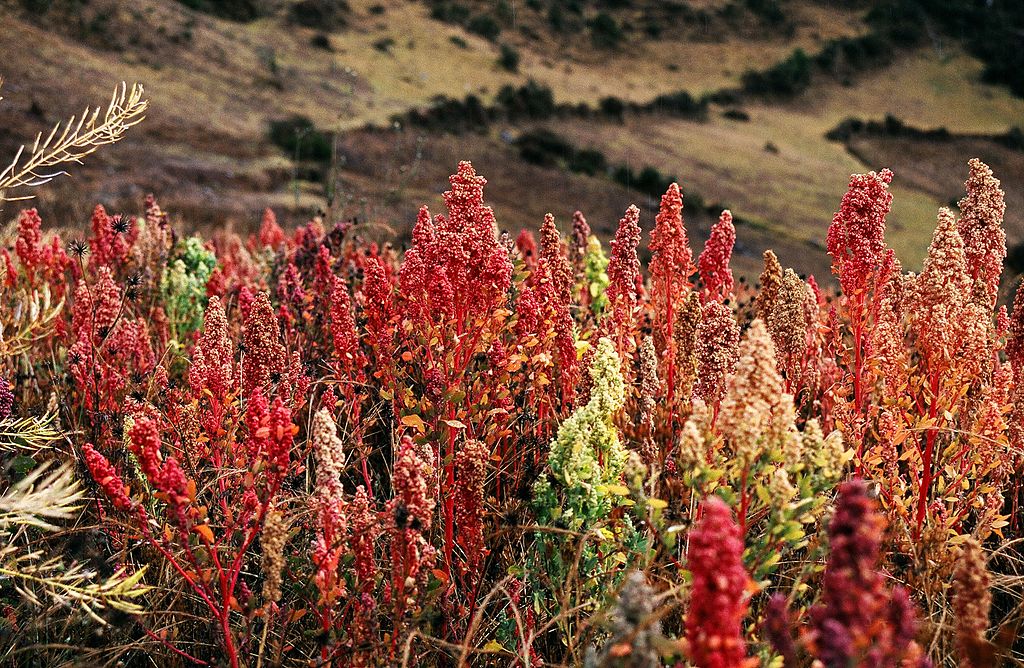 ingsiwar's tweet photo. #Quinoa https://t.co/k8b2UJ3DJd