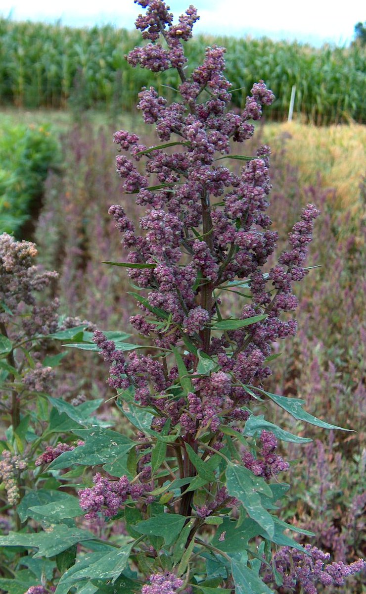 ingsiwar's tweet photo. #Quinoa https://t.co/k8b2UJ3DJd
