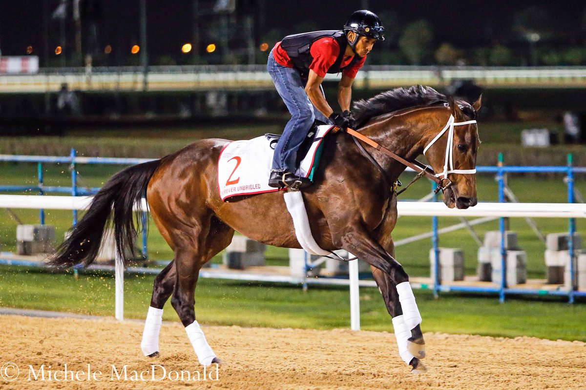 full_stride's tweet photo. Set free from her pony companion as trainer @DallasStewart3 watched nearby, champion Forever Unbridled uncoiled her powerful frame in an easy gallop at @DRC_Meydan Sunday morning under Pedro Velez. #Breathtaking @DWC18 #AmazonPower @DubaiWorldCup https://t.co/doHLz4emly