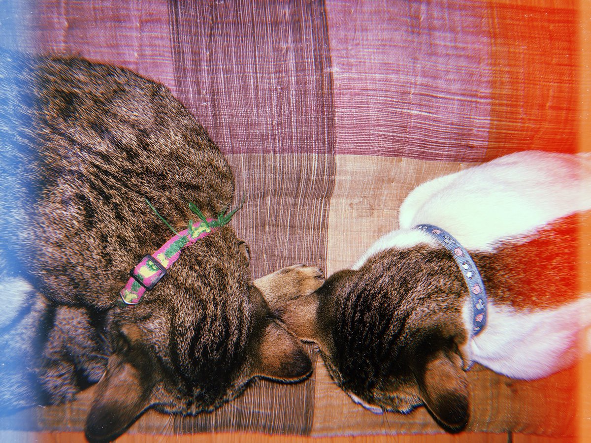 minxxtt's tweet photo. My twins and my gifts 
i miss you so much 🐱 https://t.co/hNhBSwnghH