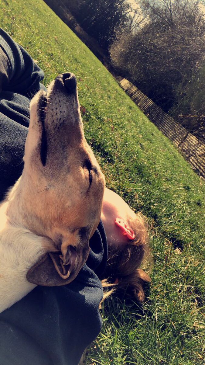 Hanieelp94's tweet image. Love the peace and quiet of being at the kennels on my own. All my dogs out in the paddocks enjoying the sun, so spending some quality time with my best mate. #Inseparablebond #catchinguponthelosthour #Deli #DrahbegDelish 🐶❤️
