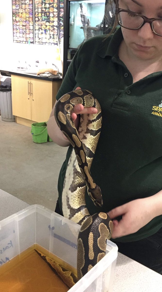 burt_imogen's tweet photo. Volunteering @Sparsholt_Coll animal management centre today https://t.co/ANJ3CPmIjm