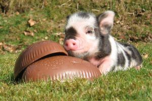 southhamshappy's tweet photo. Your children will love meeting all the spring babies on the farm with chicks, ducklings, baby rabbits, goat kids and lambs to bottle feed and not forgetting the world famous Pennywell #miniaturepiglets this Easter at @PennywellFarm. #easterindevon #
https://t.co/XyunaJ27Jm https://t.co/ckQee5XKuV