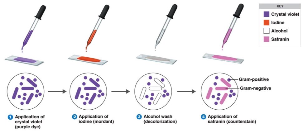 Gram Stain acid Fast Stain gram-stain-acid-fast-stain