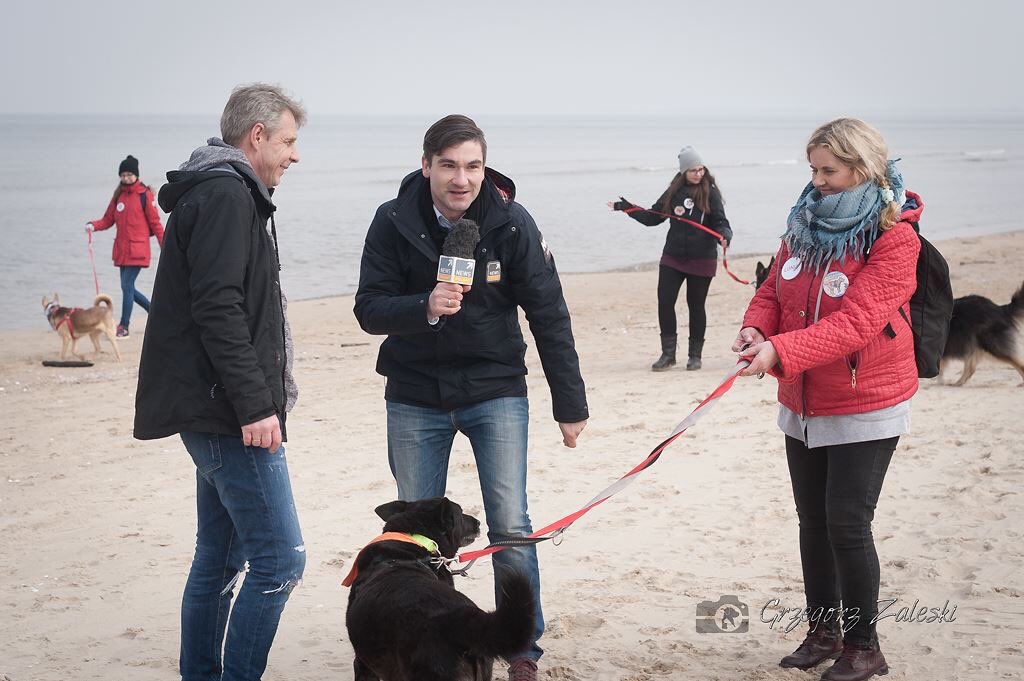 piotr_mirowicz's tweet photo. psy(20) i koty(2) z #gdansk.iego schroniska wybiegły na plaże @Wyspa_pl w ramach akcji „a może nad morze” #niekupujadoptuj #Promyk #PolsatNews https://t.co/ZFRVOeesaC