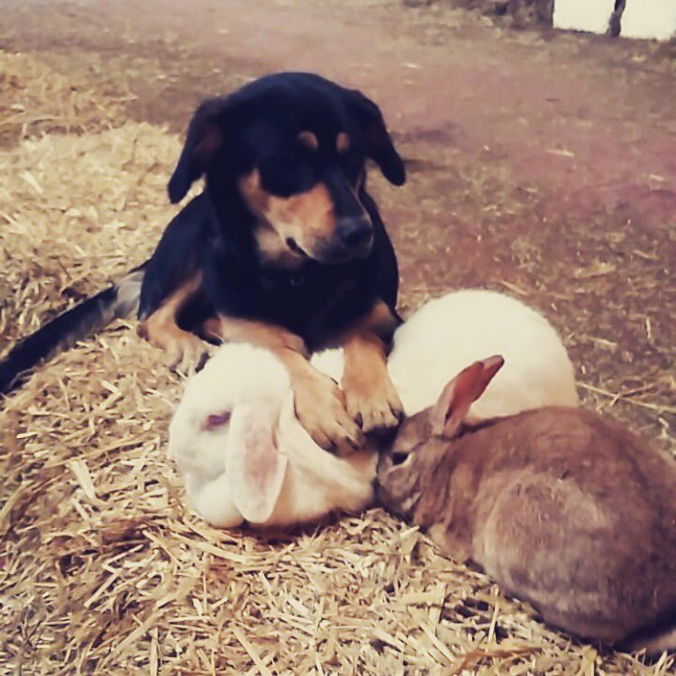 Maggie enjoying her Sunday with the bunnies 🐰 #puppy #bunny #love #bff #farm