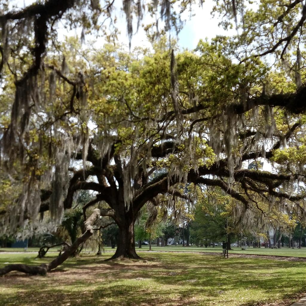 elsjevankessel's tweet photo. Back at New Orleans airport. It's been a great RSA, and what a city. #RenSa18 https://t.co/OLiVYLvc4Y