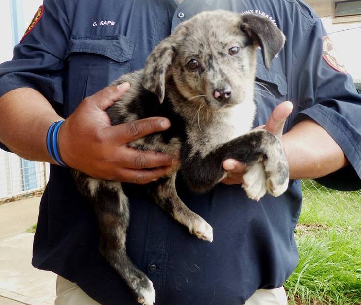 RESCUE hashtag on Twitter