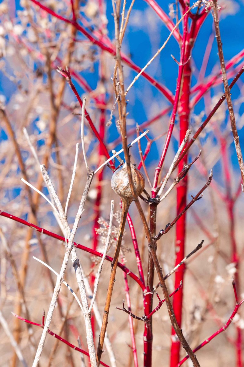 Spring is here in Lakefield, Ontario! #Lakefield, #Canoe, #Kayak