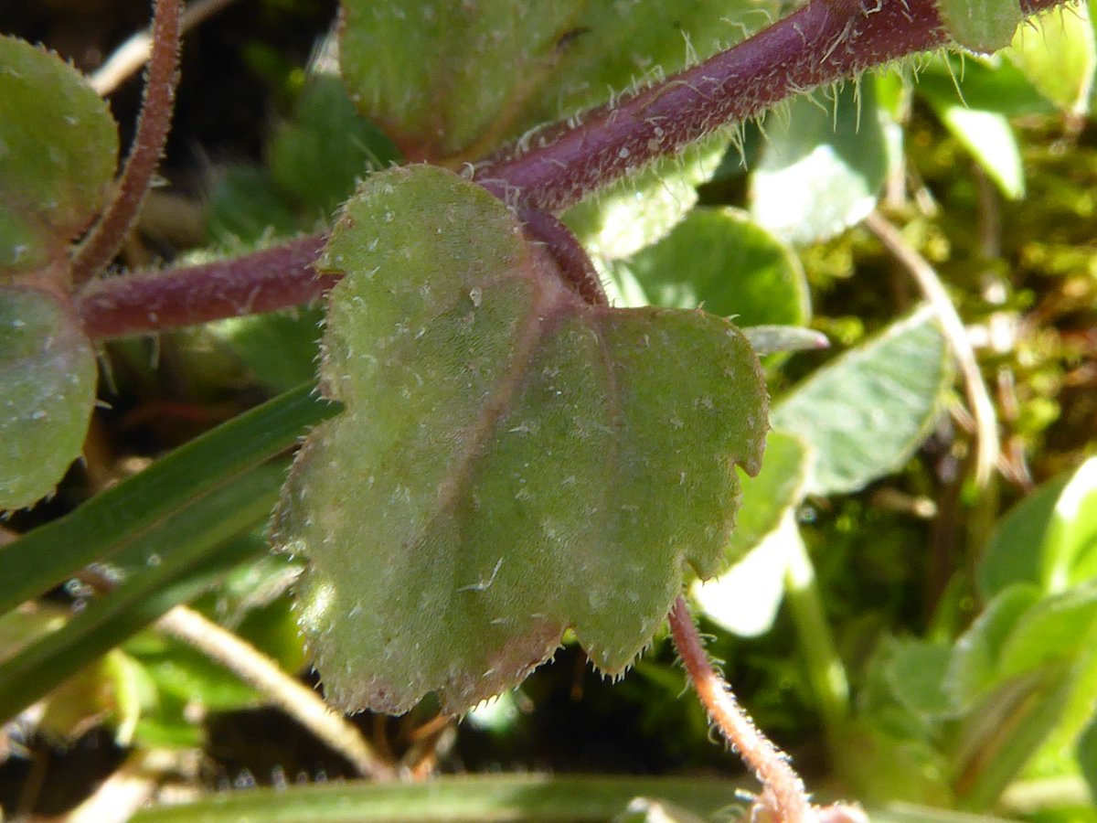 Hirculus's tweet image. 