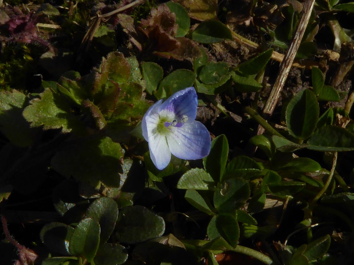 Hirculus's tweet image. 