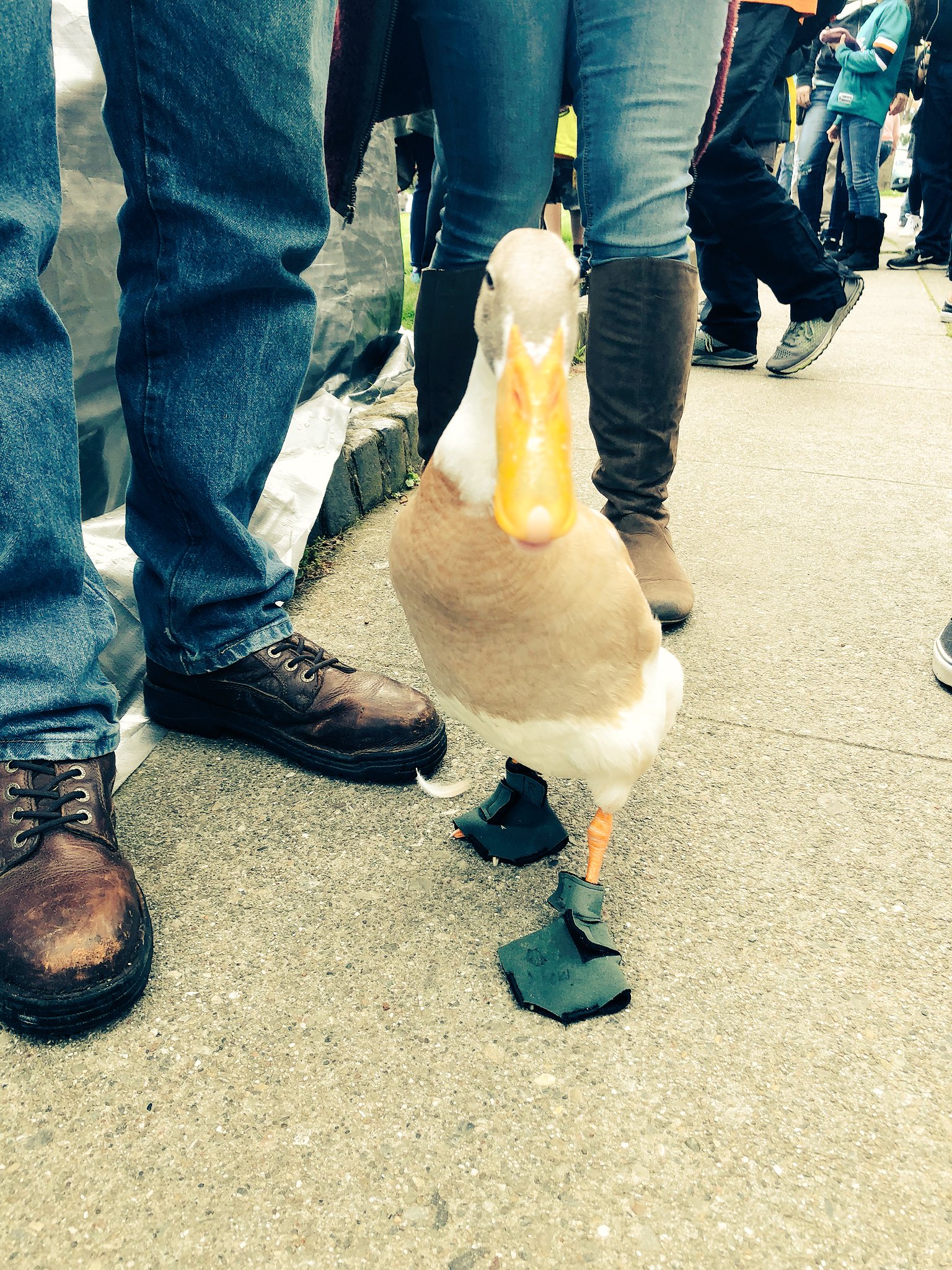 Duck wearing shoes clearance