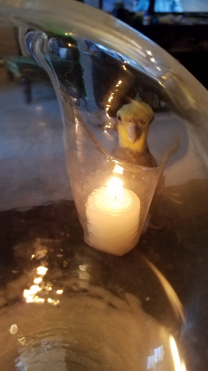 The_Passenger's tweet image. No! Get away from the flame! Stop summoning demons, dammit! 

Ru as NEVER tried to bite a flame before....  weird bird. #badbirdmom #badbird #summoningdemons #avianmisstressofinsanity #buzzfeedunsolved
