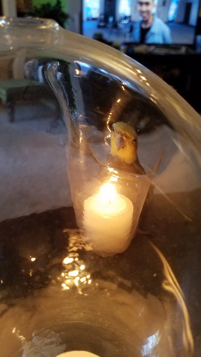 The_Passenger's tweet image. No! Get away from the flame! Stop summoning demons, dammit! 

Ru as NEVER tried to bite a flame before....  weird bird. #badbirdmom #badbird #summoningdemons #avianmisstressofinsanity #buzzfeedunsolved