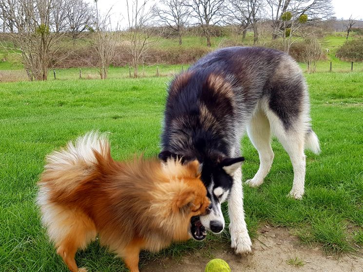PomskyPassion's tweet photo. C'est MA balle !!
https://t.co/yYdiwGnCcU https://t.co/ryOtiw17xc