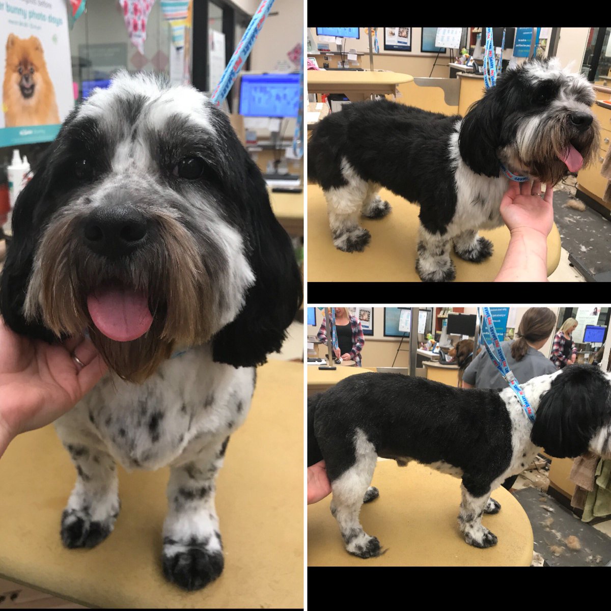 #Northeastgrooming  #cny #1194 #extrememakeover #cockapoo #NicoleS