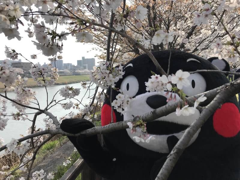 Image result for kumamon and cherry blossoms