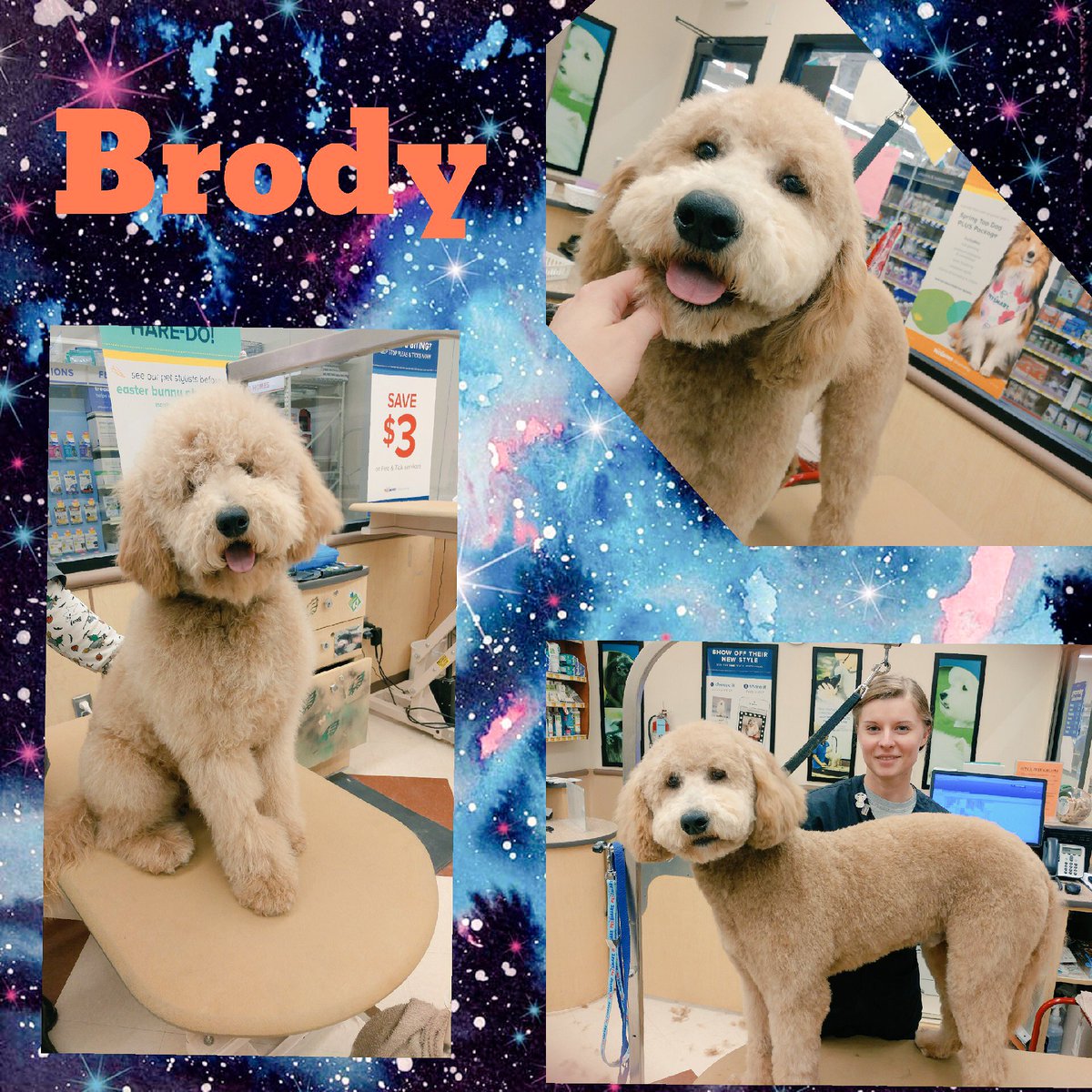 #northeastgrooming #store1669 #epa groomer: Rachel, Category: Extreme Makeover <a href="/monicalovespets/">PetSmartNortheast</a> <a href="/ssklr11/">Kristie Reisenweaver</a>