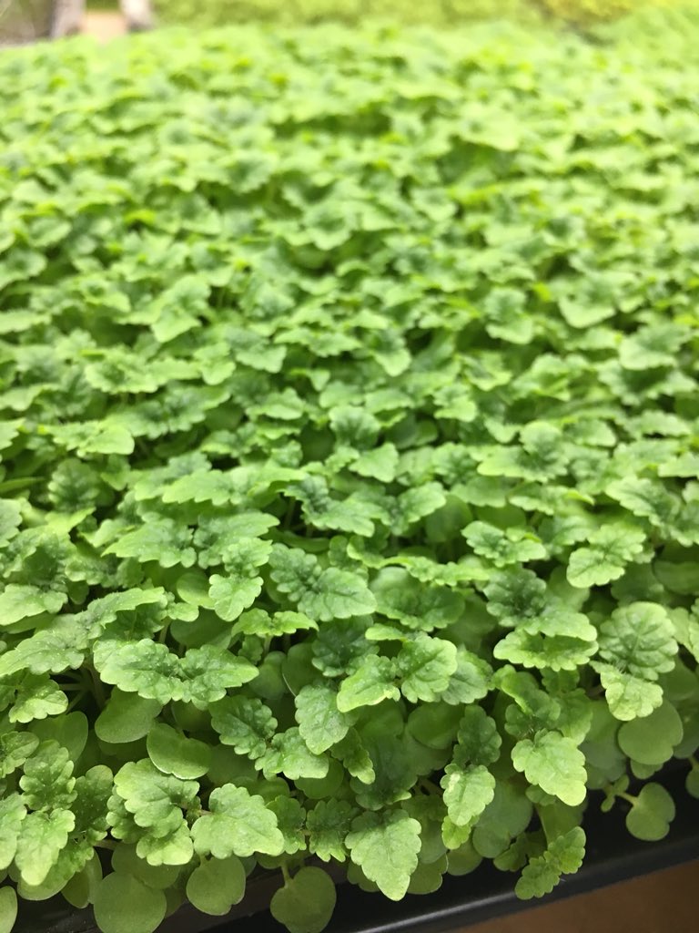 wild_greens's tweet photo. Micro Lemon balm ready for next weeks delivery. Ask your supplier or contact sales@wildgreens.co.uk. #tasty #healthy #microherb #chef https://t.co/xVkOXctq7M