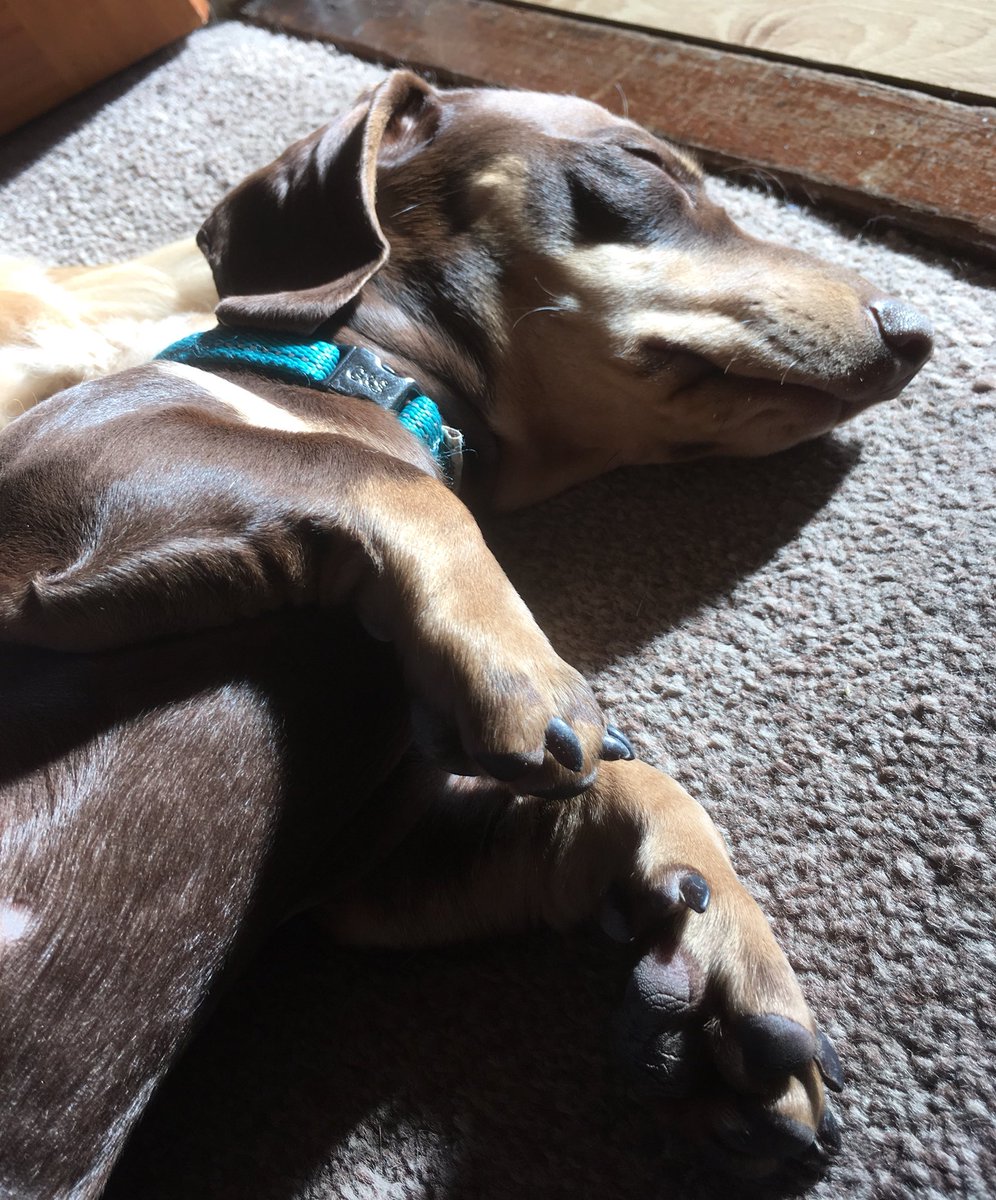 #sleepingsausagedog catching some rays ☀️ #sensiblestanley #dachshund #doxie #daxie #sausagedog