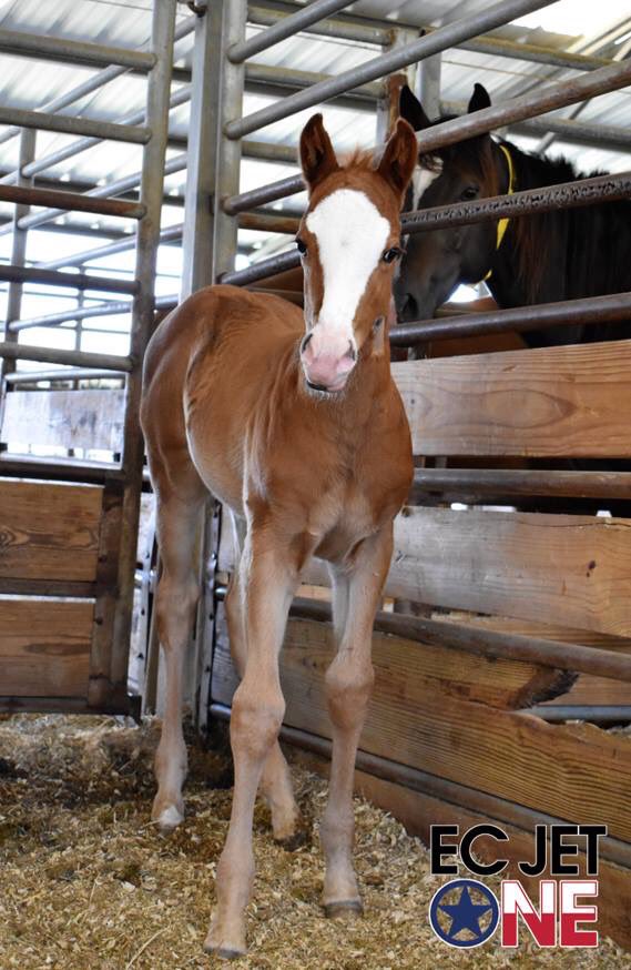 GranadaFarms's tweet photo. Another beauty by first year sire, two-time Champion #ECJetOne out of multiple stakes winner, Speeding si 118, $100,148 (Shazoom-Speedy Empress). https://t.co/1uFc4QyzwG https://t.co/Gjb68hiKcJ