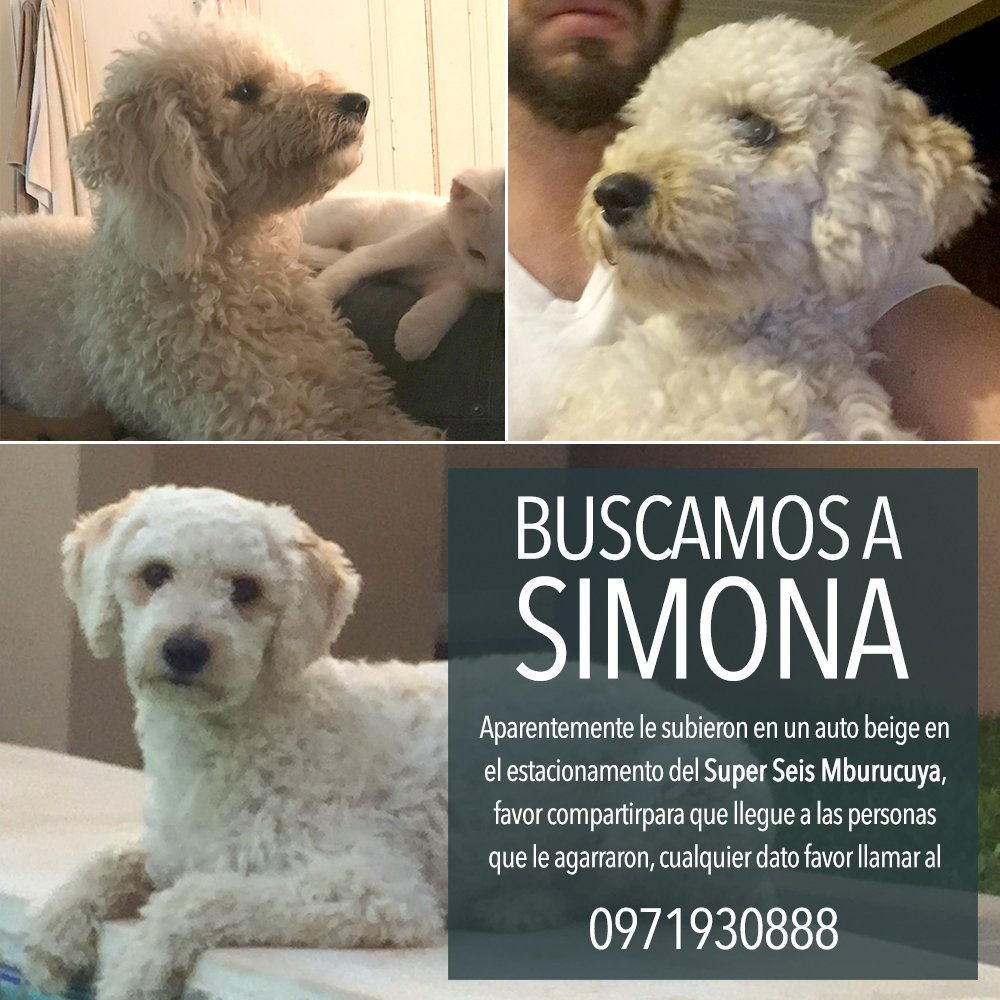 SE PERDIO SIMONA - hoy domingo , alrededor de las 13.30hs en el estacionamiento sobre Sta. Trinidad del  super seis mburucuya , aparentemente un auto beige la subio y se fue.. POR FAVOR RT para tratar de llegar a las personas que lo llevaron / contactos al  0971930888 -