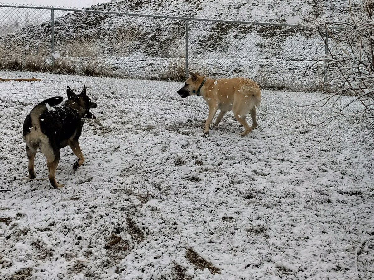 terry_perrin3's tweet photo. Life is good with a new little sister.  #DogLover #dogslife https://t.co/X8C21YN3pC