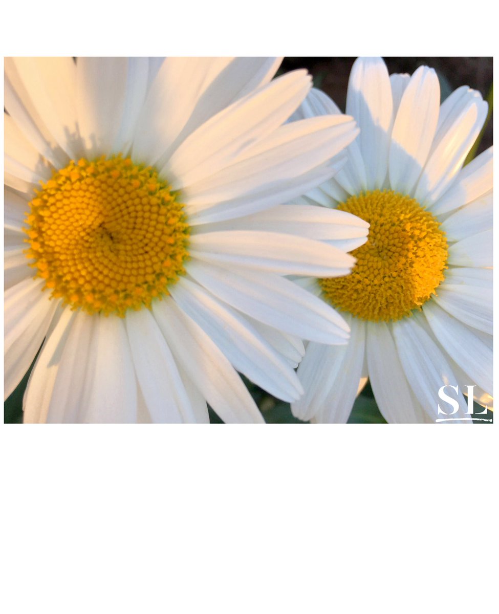slgparrish's tweet image. “DUO” #daisies may very well be the happiest flower God created!! @OklahomaToday @Saddleback @slgalleries @ArtexpoNewYork @JRBArt @RosewoodHotels @HiltonHotels  @Marriott_Hotels @ArtSantaFe @RickWarren @artsandiego_ #slgparrish #photography #Austin #nature #flowerphotography
