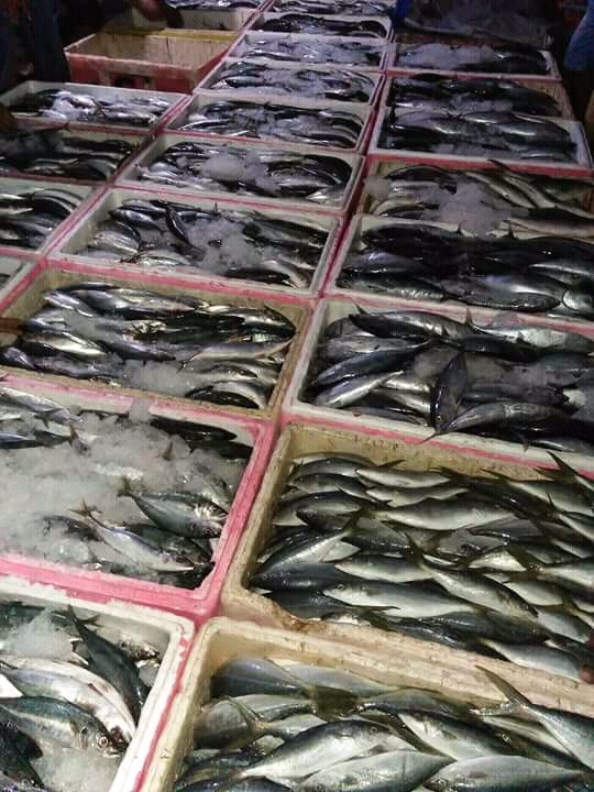 erickbone45's tweet image. Bongkar ikan di malam hari