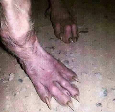 DogmanStories's tweet photo. THESE WERE CAPTURED ON SECURITY CAMERA RIGHT OUTSIDE A CHICKEN COOP..... WHO DO THEY BELONG TO ???? https://t.co/b8Mpdy2PMl
