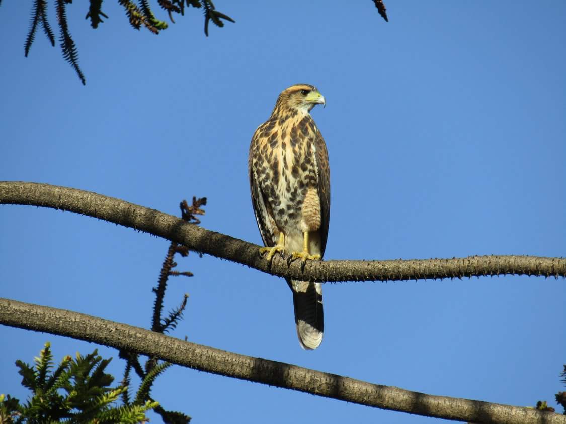 Ezequiel Vera tweet media