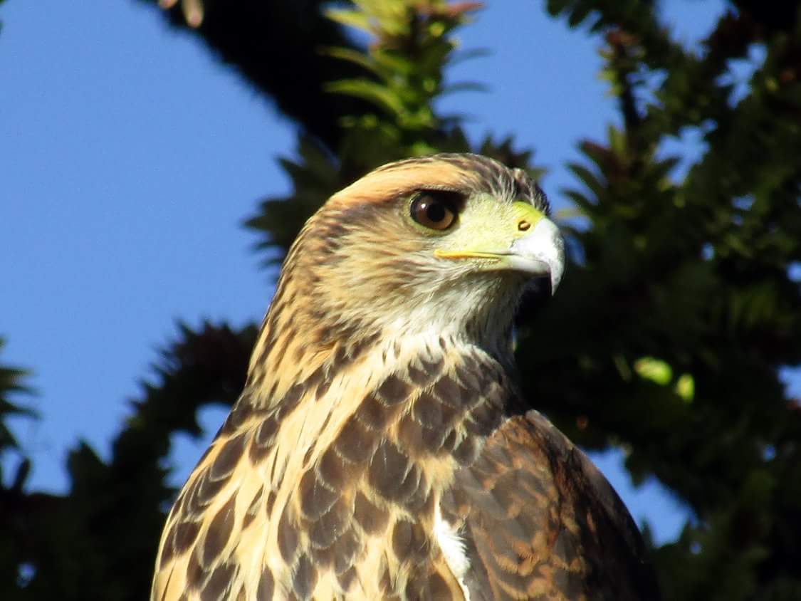 Ezequiel Vera tweet media