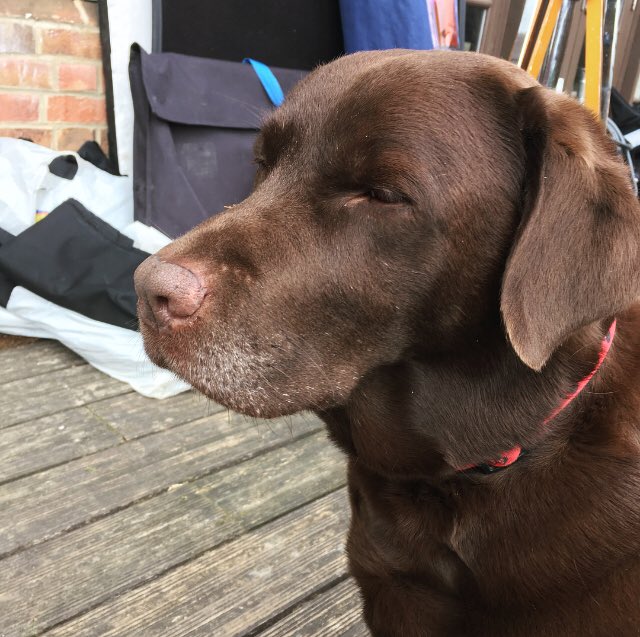 Jodie_Woodall's tweet photo. Oh hey doggie, you’re my favourite customer
#InnocentCandy #film #dog #gooddog #scriptsupervisor https://t.co/tr5GKOAFjW