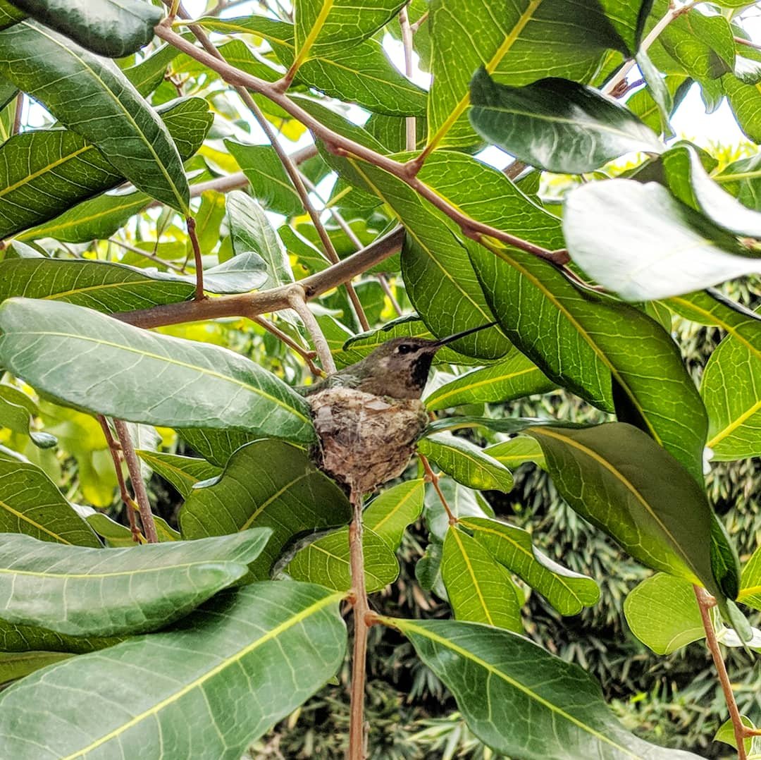 JoelRubin_'s tweet image. RT to be blessed
By a hummingbird in her nest