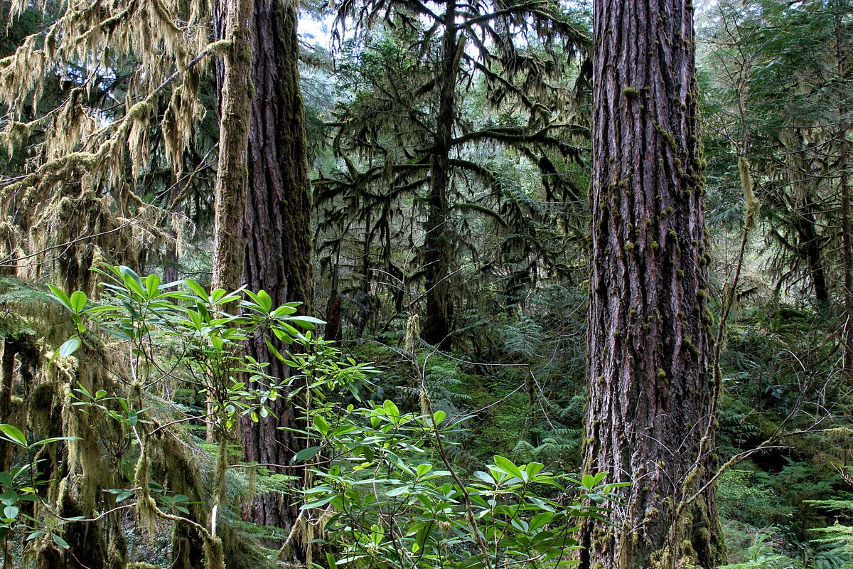 Forest Service NW tweet media