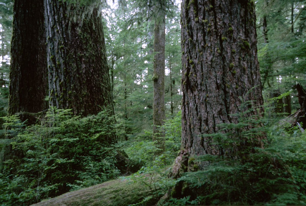 Forest Service NW tweet media