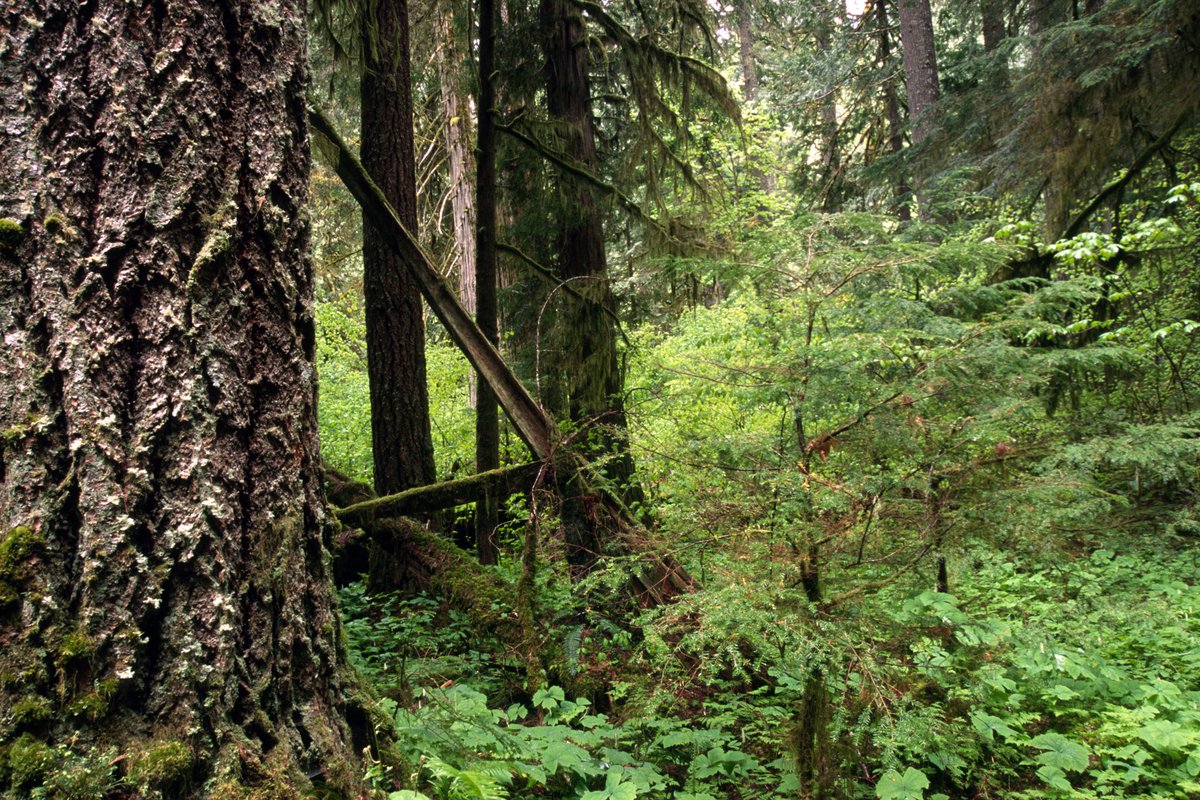 Forest Service NW tweet media