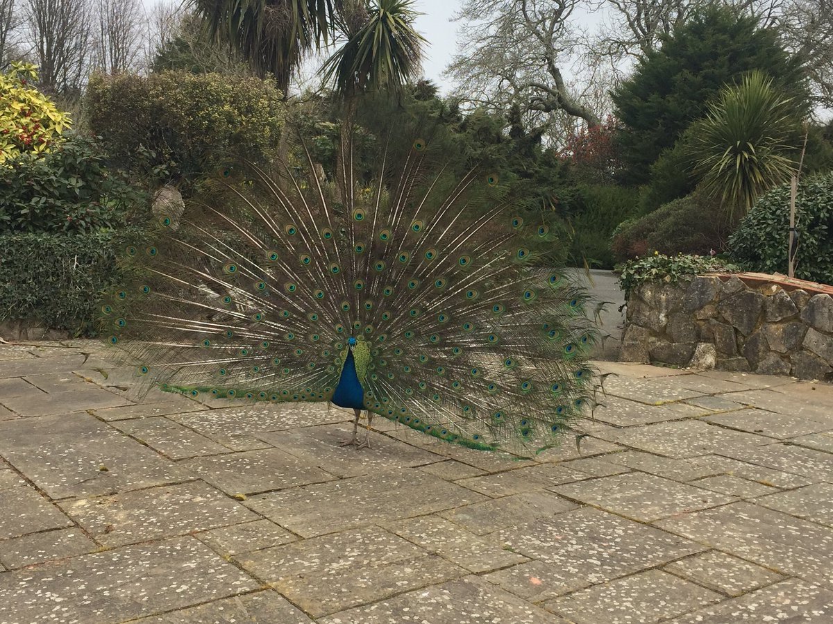 alisoncolleyiow's tweet photo. First visit of the season to @RobinHillIW means summer must be just round the corner? #frequentvisitors https://t.co/2bnACUPnAk