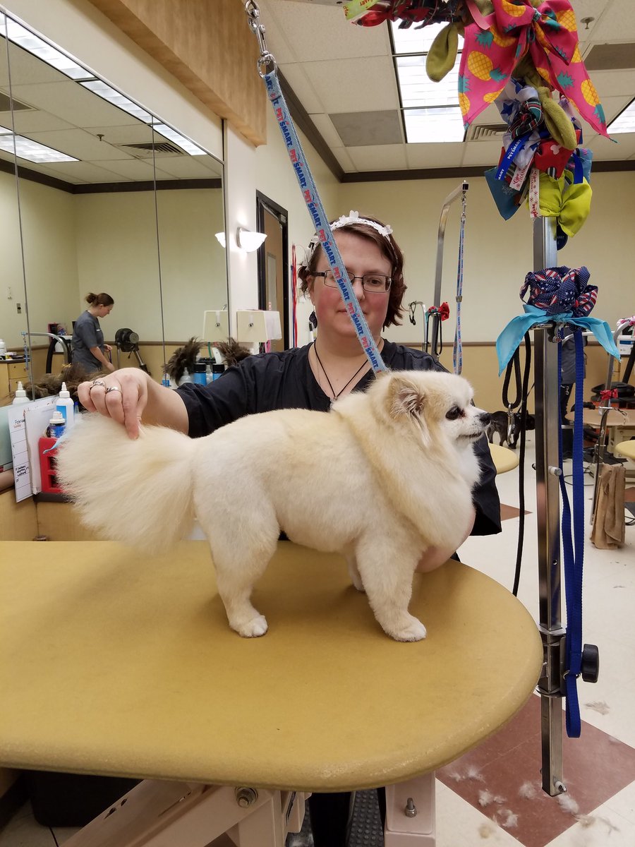 chibicatn's tweet photo. #northeastgrooming #1193 #epa #breedspecific groomer Tashi.  Roxy rocks! https://t.co/v2dPmAQ4XS