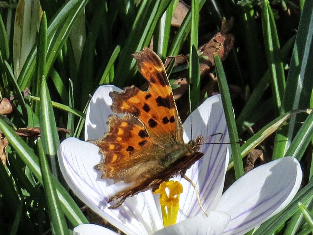 NicholasPackham's tweet photo. Spotted my first #Butterfly of the year today, wohoo, and only a day after the @savebutterflies #BC50th meeting, coincidence? Itโs a Comma (Polygonia c-album) seen feeding on crocus, planted by @LickeyHills hub, @kingsnortonpark. ๐ฆ๐ https://t.co/w7pKzRBj7O